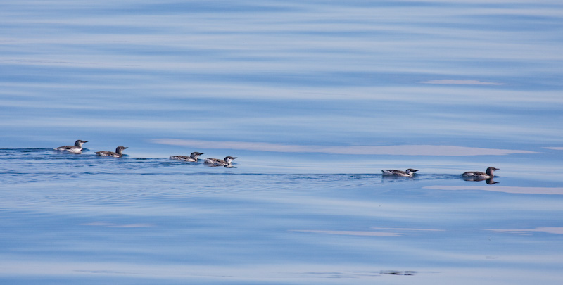 Common Murres